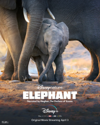 Eléphants